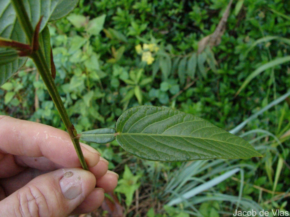 Tadehagi triquetrum (L.) H.Ohashi